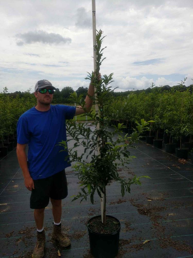 quercus-acutissima-sawtooth-oak