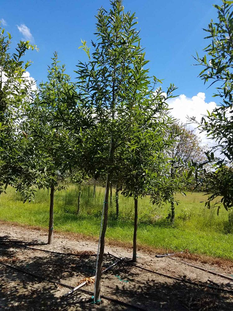 quercus-acutissima-sawtooth-oak
