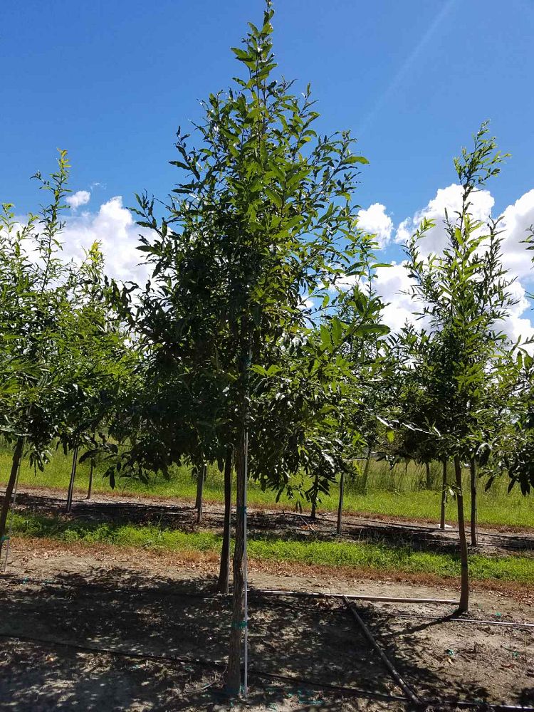 quercus-acutissima-sawtooth-oak