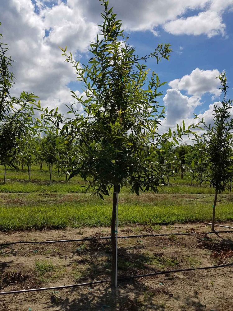 quercus-acutissima-sawtooth-oak