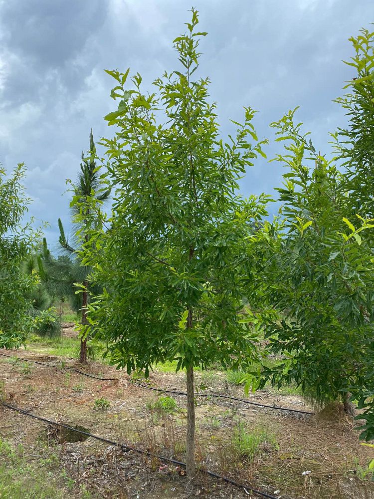 quercus-acutissima-sawtooth-oak