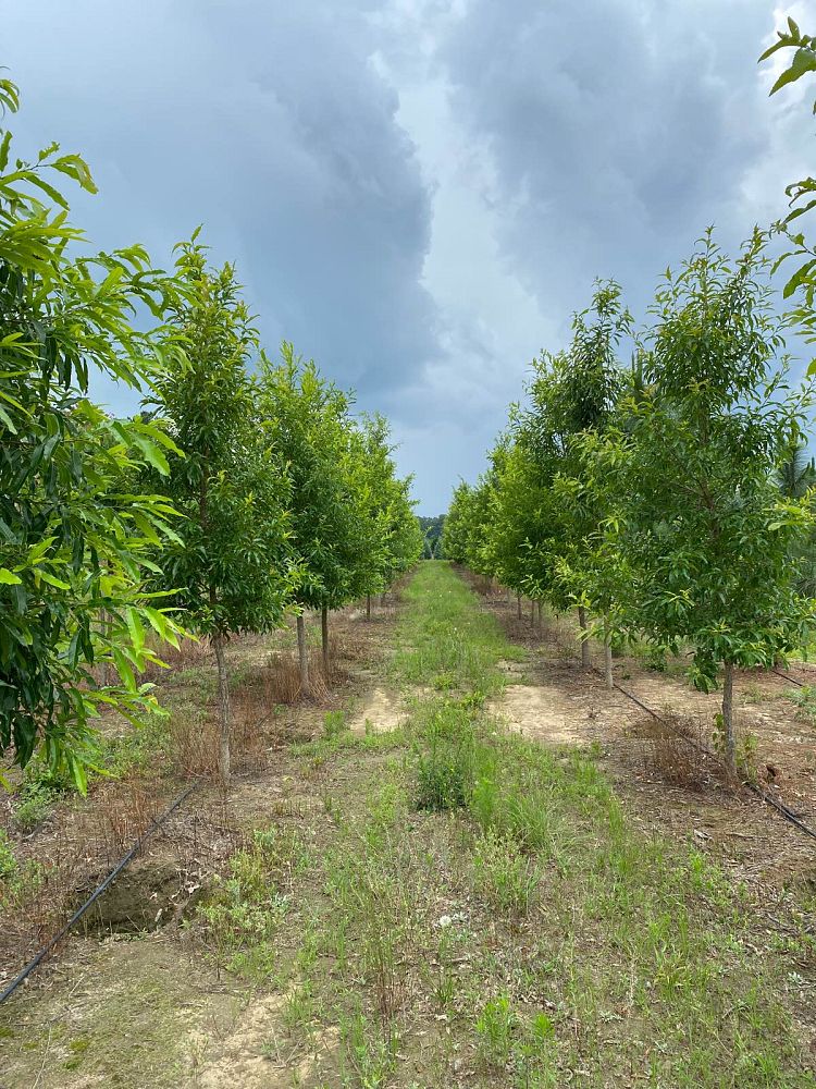 quercus-acutissima-sawtooth-oak