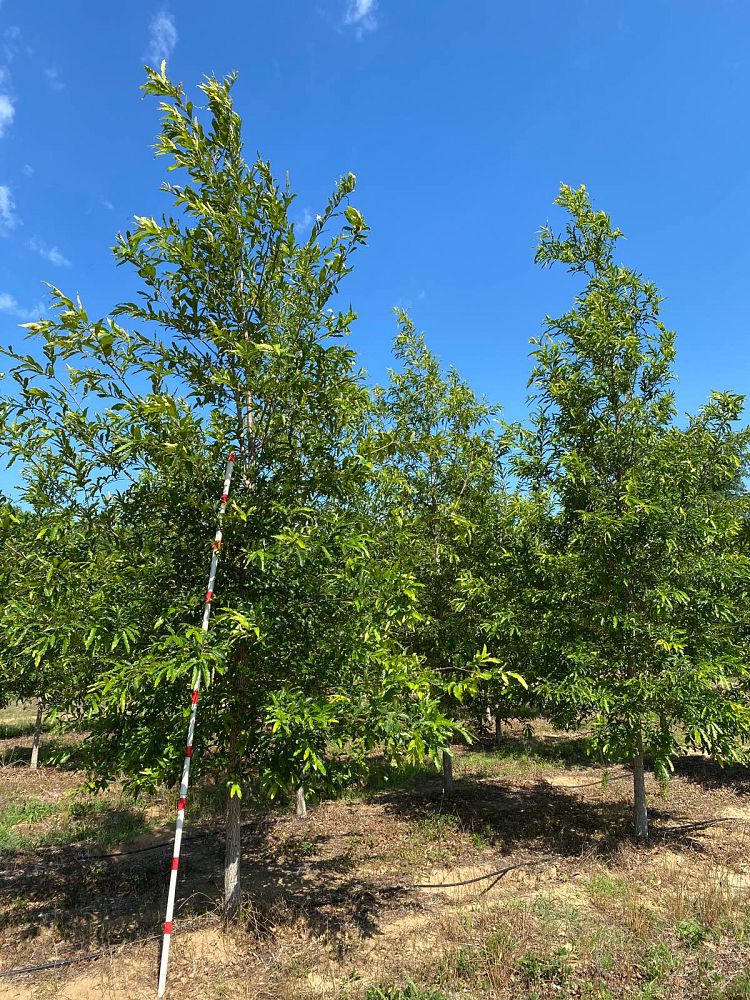 quercus-acutissima-sawtooth-oak