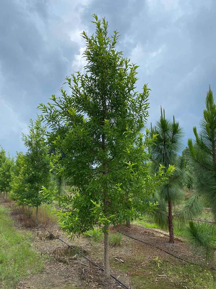 quercus-acutissima-sawtooth-oak