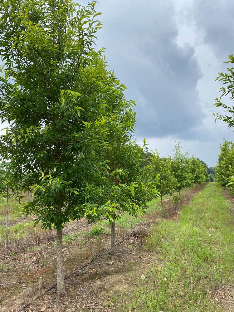 quercus-acutissima-sawtooth-oak