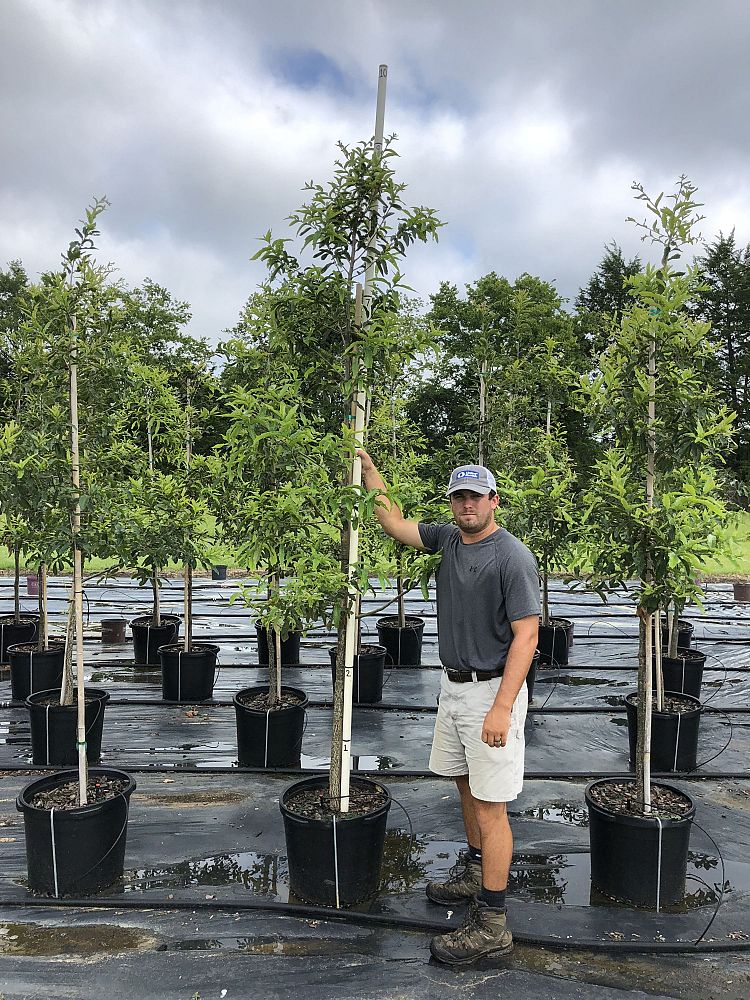 quercus-acutissima-sawtooth-oak