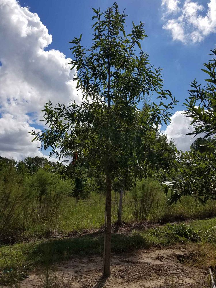 quercus-acutissima-sawtooth-oak