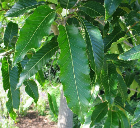 quercus-acutissima-sawtooth-oak