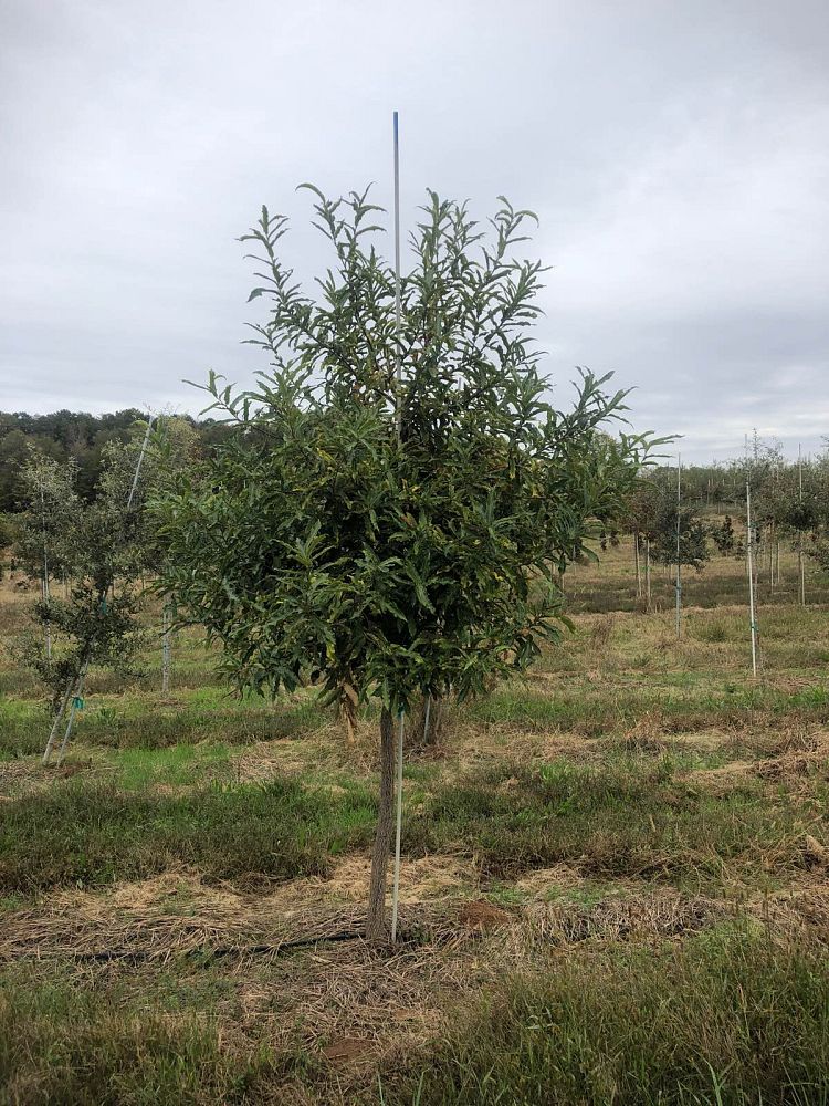 quercus-acutissima-sawtooth-oak