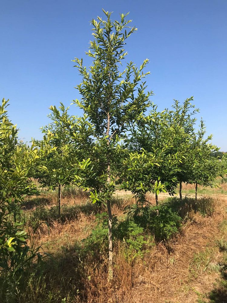 quercus-acutissima-sawtooth-oak