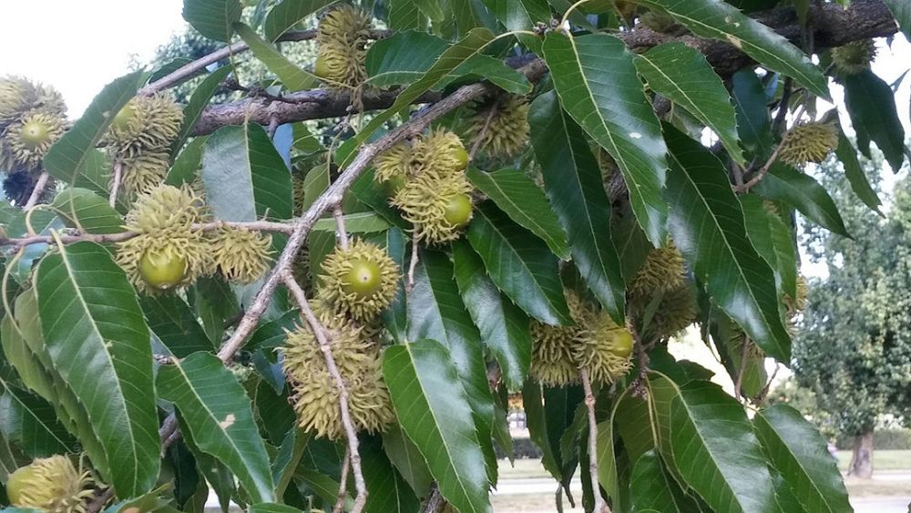 quercus-acutissima-sawtooth-oak