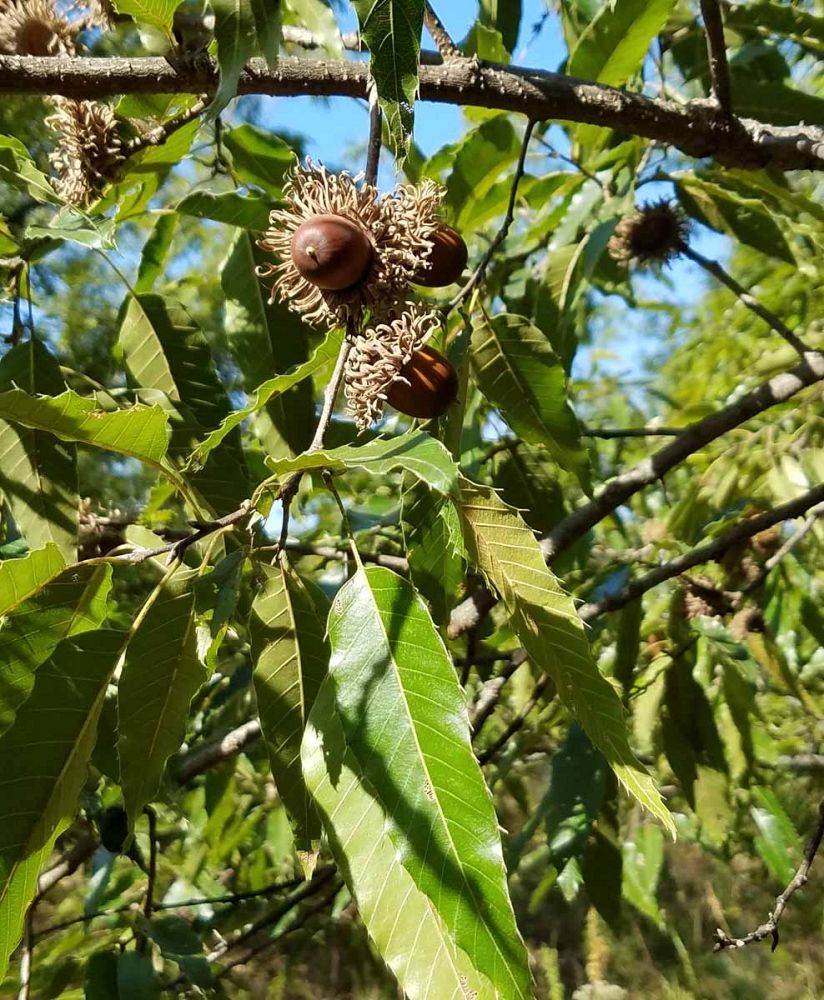 quercus-acutissima-sawtooth-oak