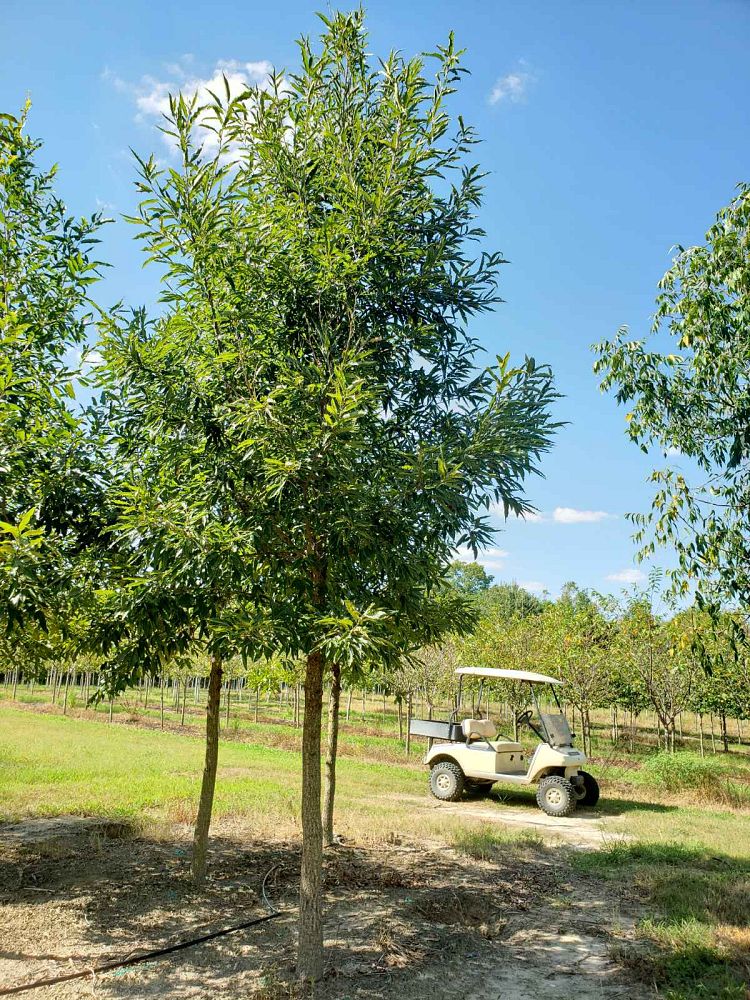quercus-acutissima-sawtooth-oak
