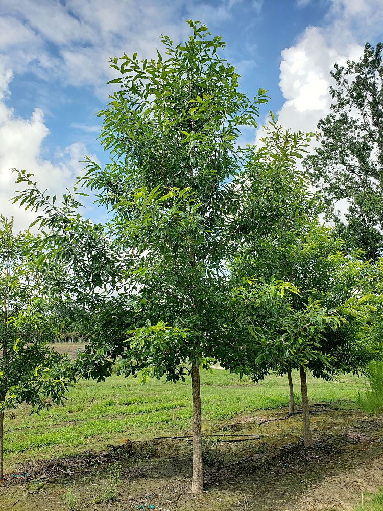 quercus-acutissima-sawtooth-oak