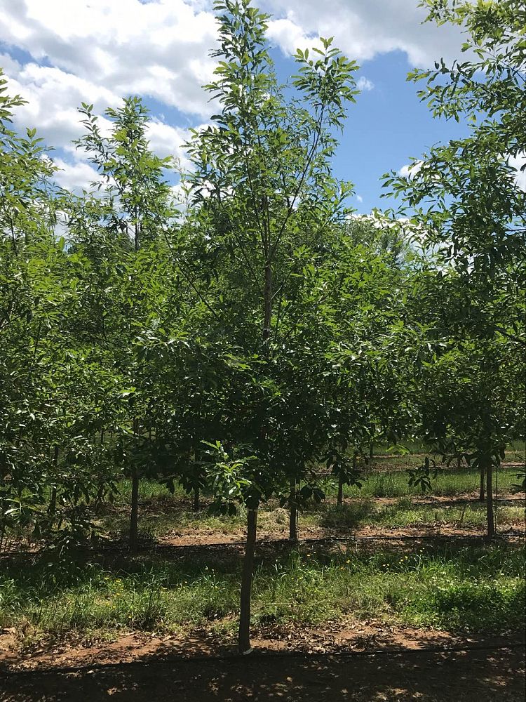 quercus-acutissima-sawtooth-oak