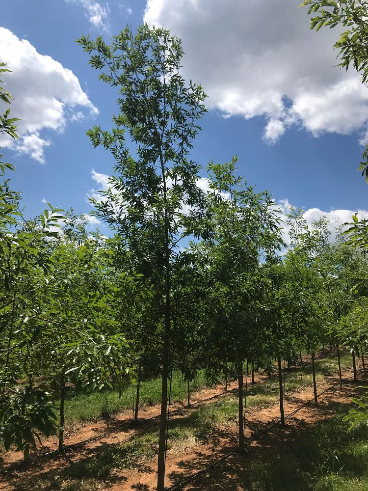 quercus-acutissima-sawtooth-oak