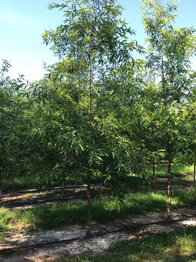 quercus-acutissima-sawtooth-oak