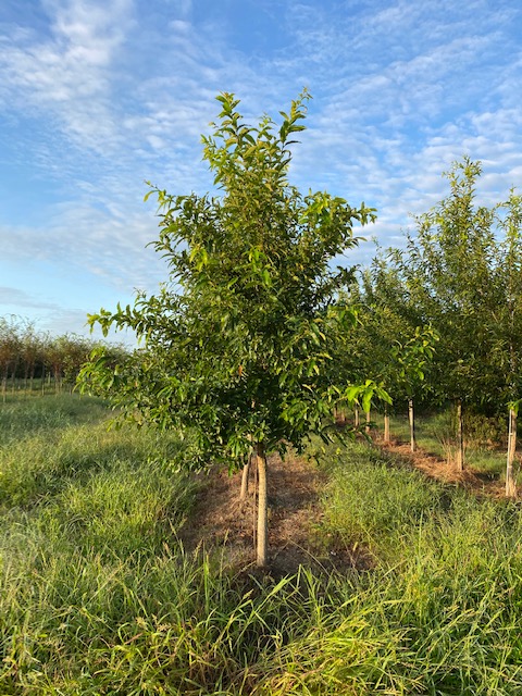 quercus-acutissima-sawtooth-oak