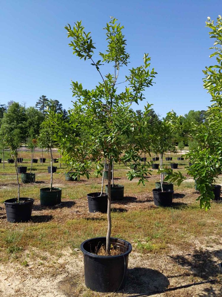 quercus-acutissima-sawtooth-oak