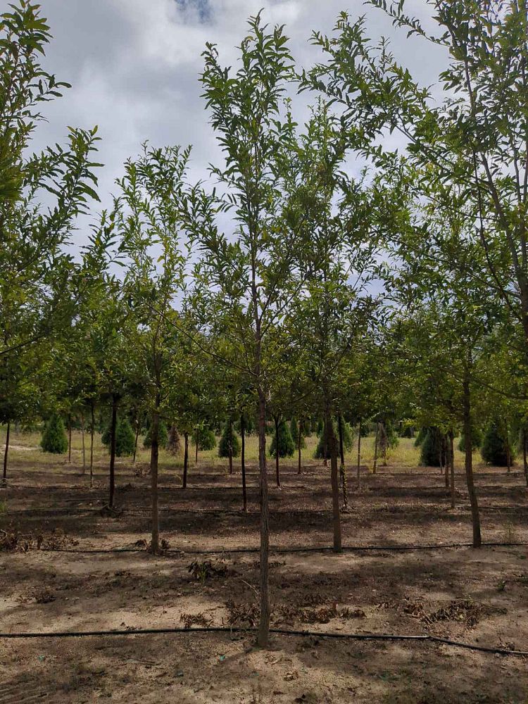 quercus-acutissima-sawtooth-oak