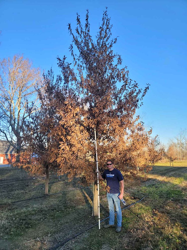 quercus-acutissima-sawtooth-oak