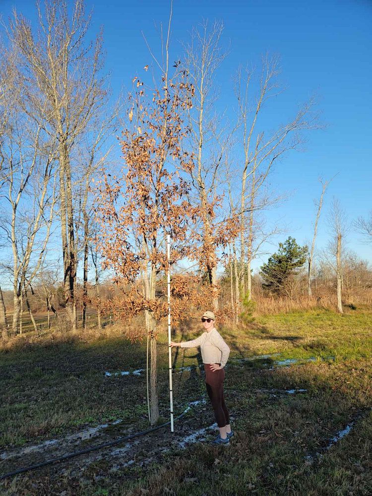 quercus-acutissima-sawtooth-oak