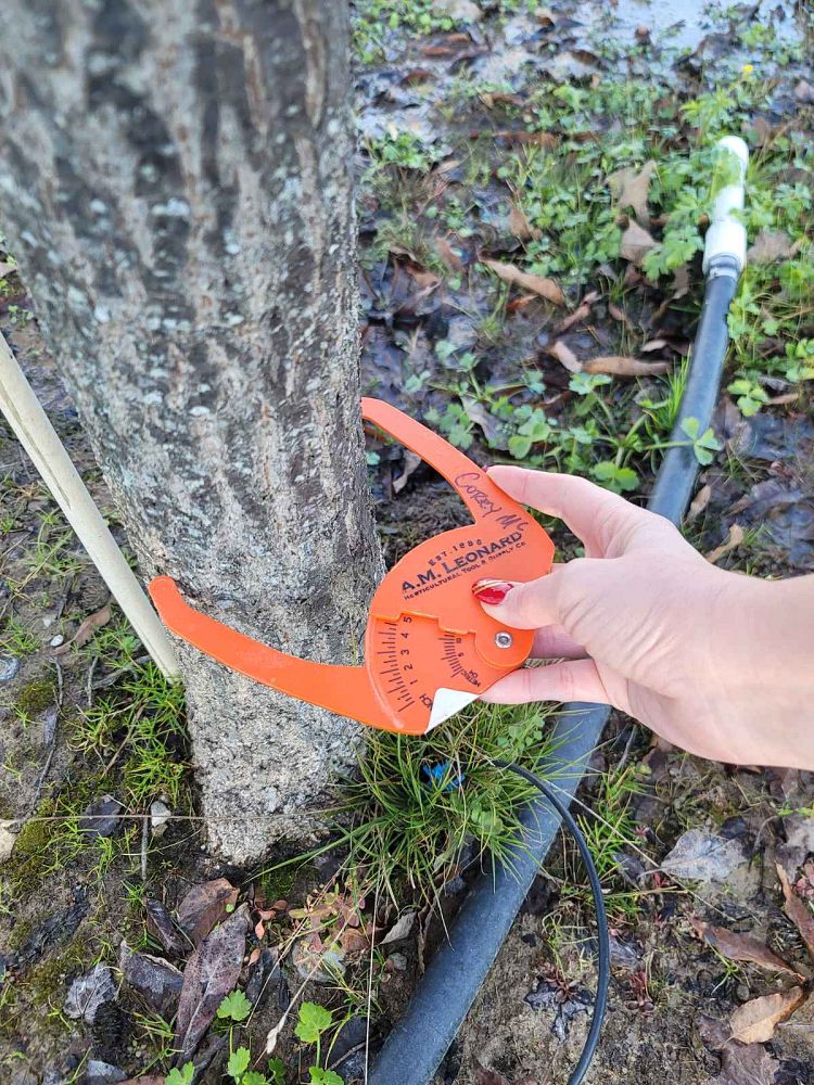 quercus-acutissima-sawtooth-oak