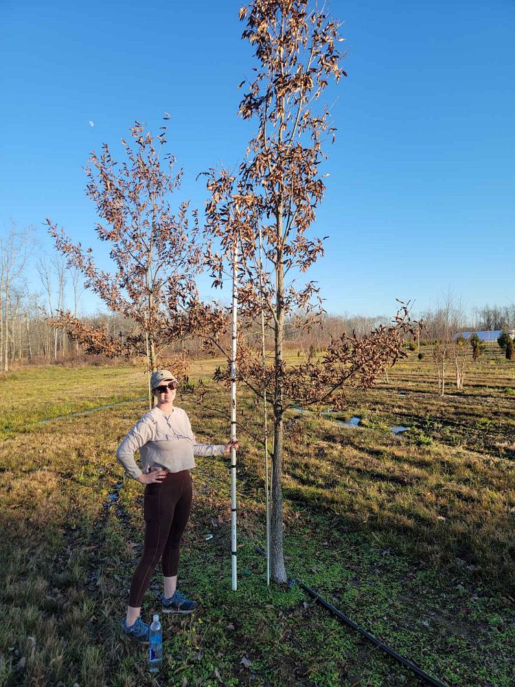 quercus-acutissima-sawtooth-oak