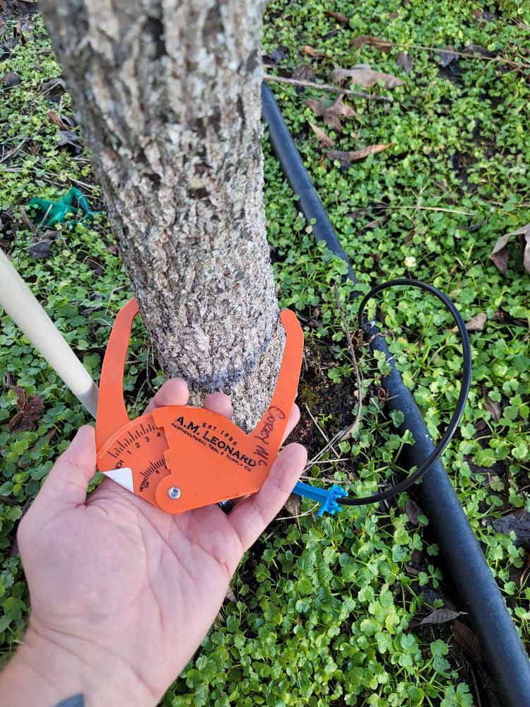 quercus-acutissima-sawtooth-oak