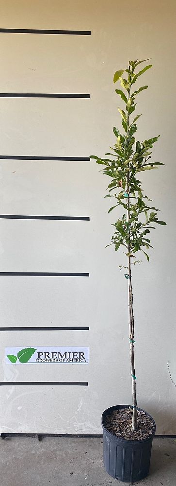 quercus-acutissima-sawtooth-oak