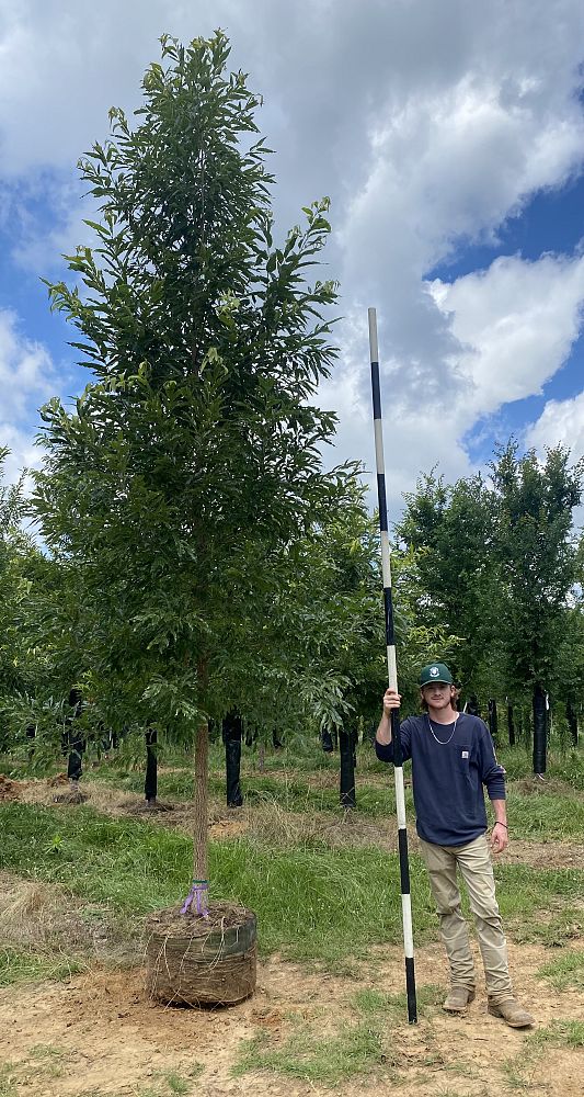 quercus-acutissima-sawtooth-oak