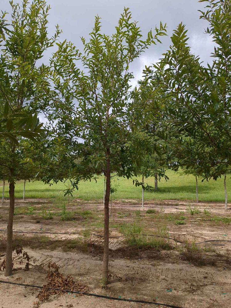 quercus-acutissima-sawtooth-oak