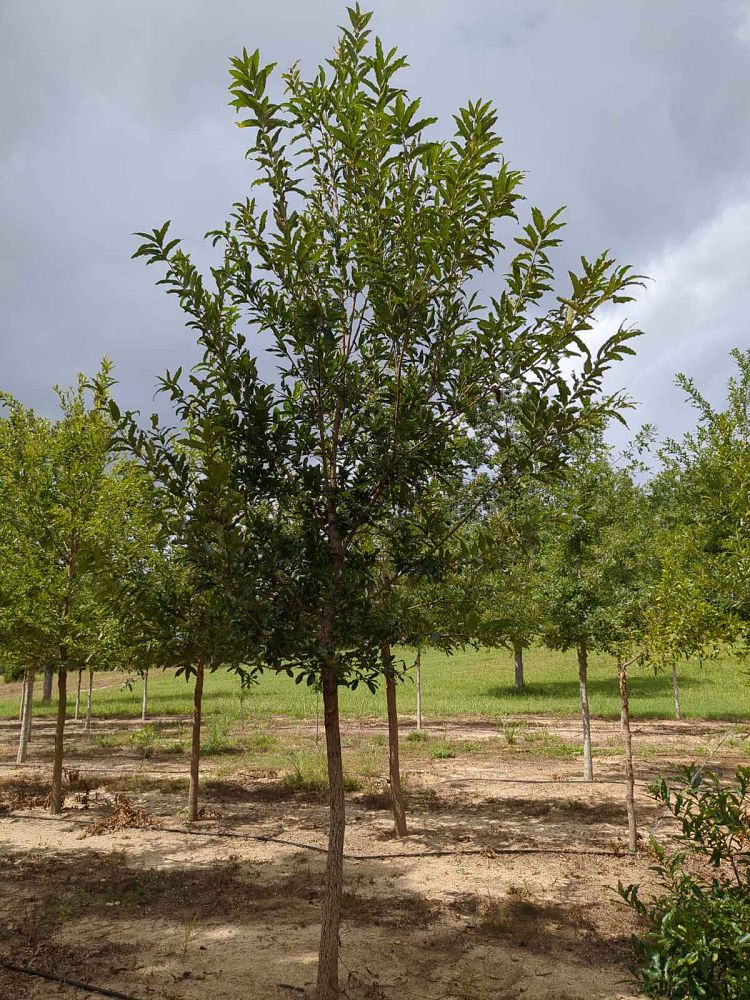quercus-acutissima-sawtooth-oak