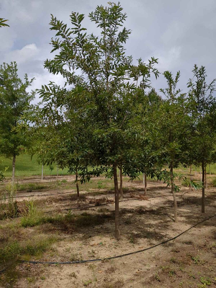 quercus-acutissima-sawtooth-oak
