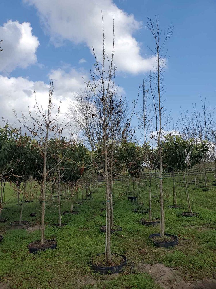 quercus-acutissima-sawtooth-oak