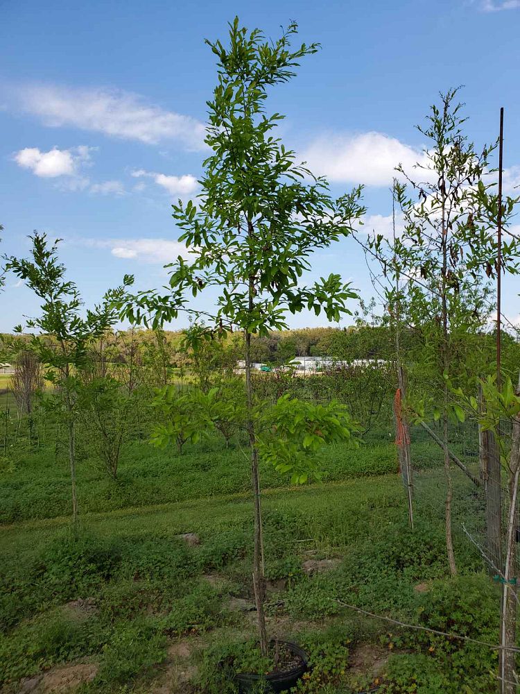 quercus-acutissima-sawtooth-oak