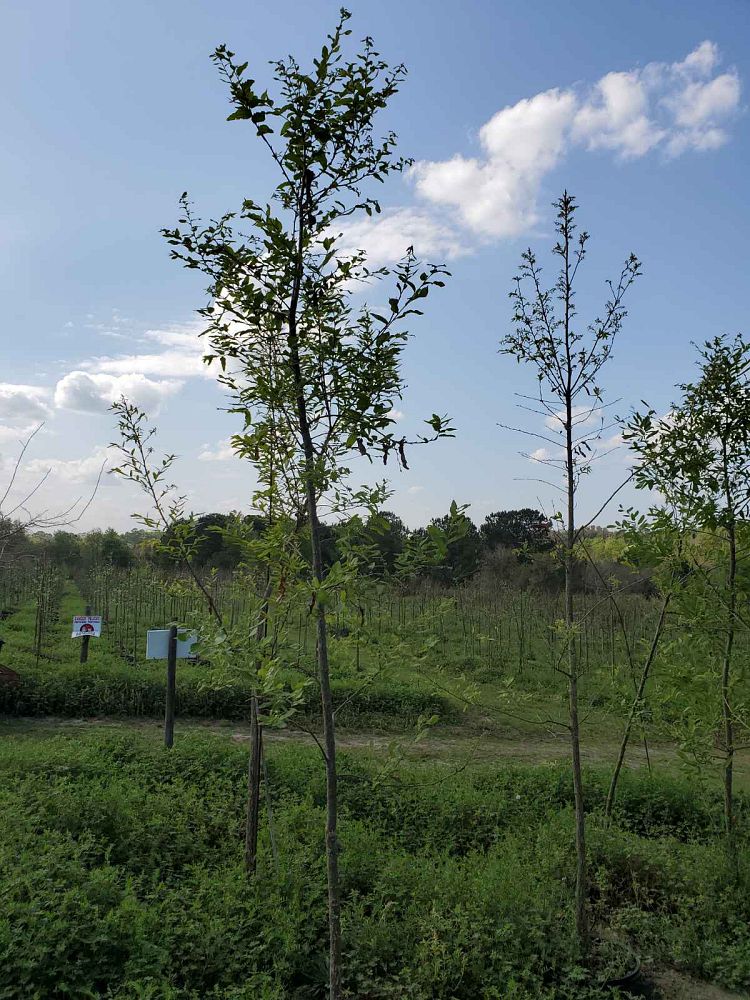 quercus-acutissima-sawtooth-oak