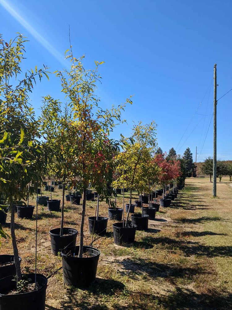 quercus-acutissima-sawtooth-oak