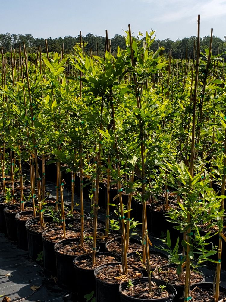 quercus-acutissima-sawtooth-oak