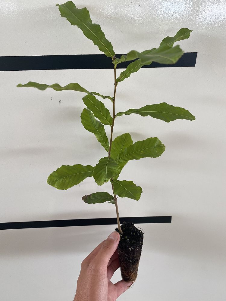quercus-acutissima-sawtooth-oak