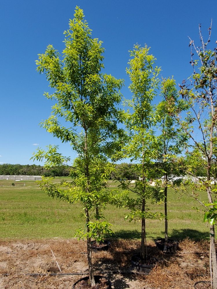 quercus-acutissima-sawtooth-oak