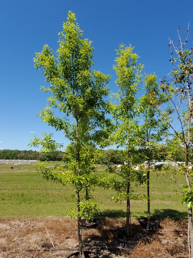 quercus-acutissima-sawtooth-oak