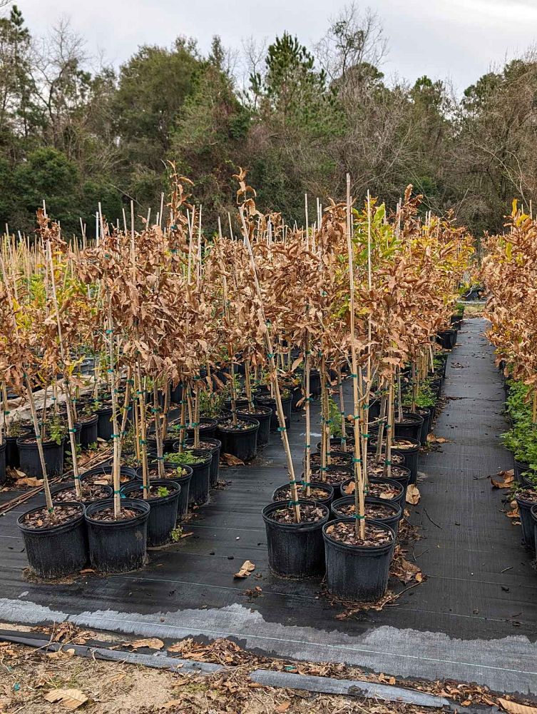 quercus-acutissima-sawtooth-oak
