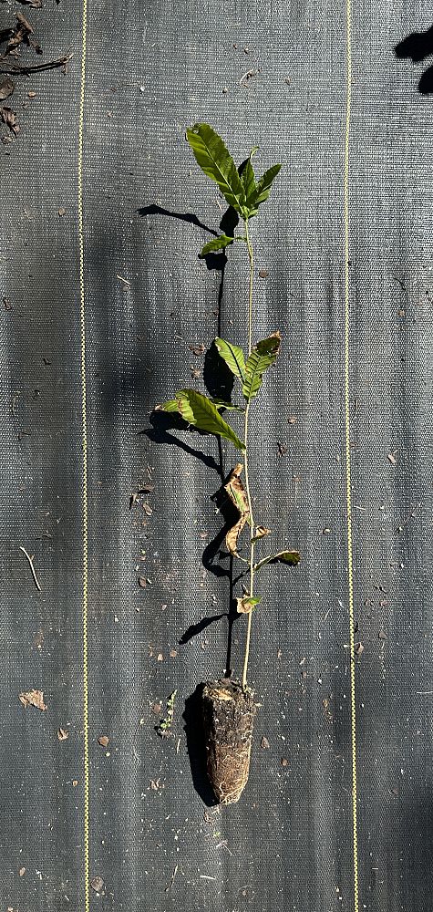 quercus-acutissima-sawtooth-oak