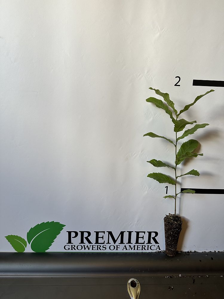 quercus-acutissima-sawtooth-oak
