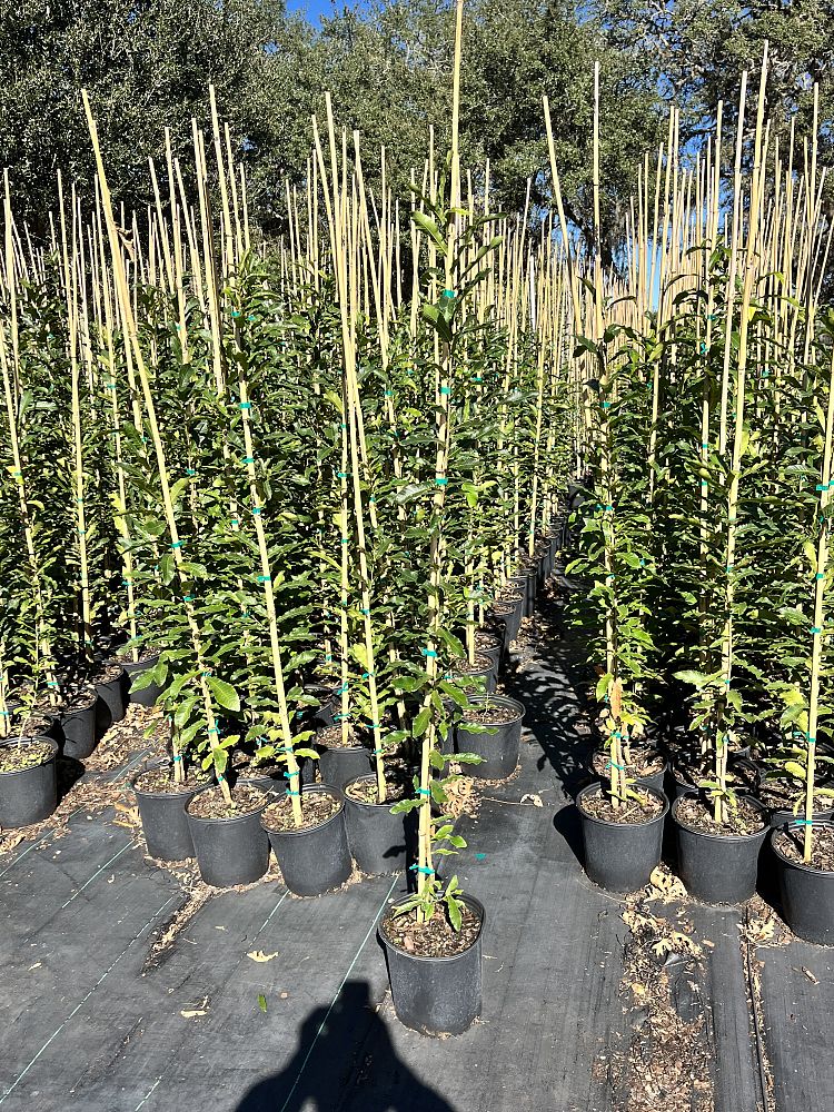 quercus-acutissima-sawtooth-oak