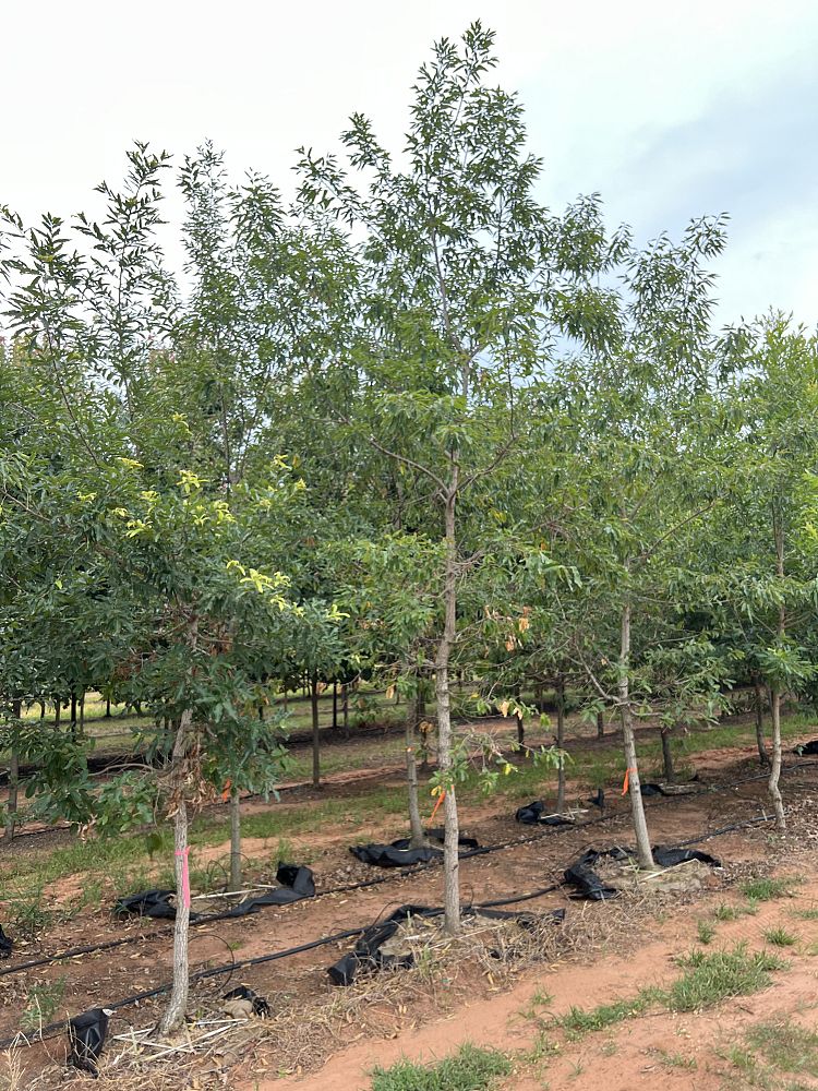 quercus-acutissima-sawtooth-oak
