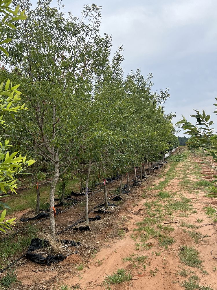 quercus-acutissima-sawtooth-oak