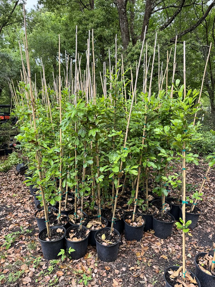 quercus-acutissima-sawtooth-oak