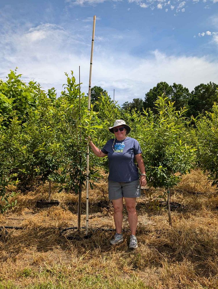 quercus-acutissima-sawtooth-oak